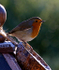 11  Robin 2