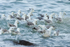 Fulmar feeding frenzy, Grundarfjörður, Iceland