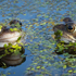 Common Frog