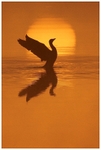 Sunrise Goose 3