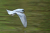Fork-tailed Storm Petrel in flight, Knight Inlet, Canada