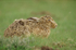 Brown Hare (2)