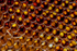 bee-3717