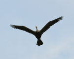Oriental Darter portfolio