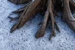 Frozen relic