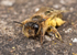 Andrena flavipes (f)