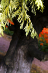 Tree - 6492