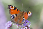 Peacock butterfly