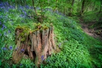 Old trunk and bluebells