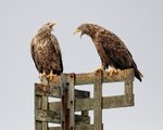 White-tailed Sea-Eagle portfolio