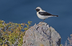 Black Eared Wheatear