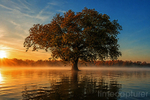 The Flooded Field