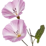 Field Bindweed (Convolvulus arvensis)