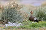 Female Upland Goose, Sea Lion Island, Falklands