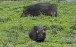 Giant Forest hogs