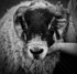 _D4R3773_bw