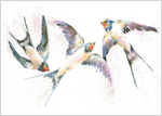 Swallows Fine Art Print 641