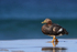 Falkland Flightless Steamerduck (female), Sea Lion Island