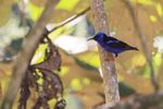 Red-legged Honeycreeper, Costa Rica
