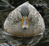 Mallard female