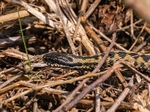 Adder