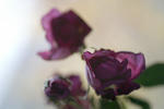 Flowers Set 08 - 54