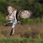 Osprey With Trout