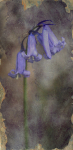 Bluebell..