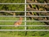 Brown Hare