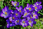 Crocus