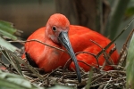 Colored Bird with Beak