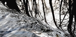Woodland portfolio