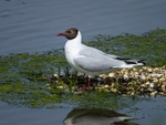 Black-headed Gull