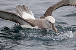 Salvin's Albatross grabs fish scrap, Pacific Ocean, Chile