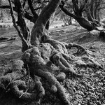 0788 - Exmoor Roots