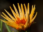 Gazania In The Morning