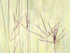 BIG BLUESTEM GRASS - NORFOLK COUNTY