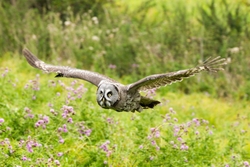 Great Grey Owl in Flight