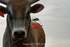 3HRodeo7-10-24_3HR1319_LJD