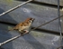 Tree Sparrow