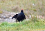 Black Grouse