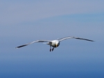 Herring Gull