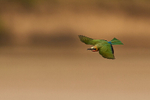 White-fronted Bee-eater in flight