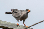 Dark Chanting Goshawk