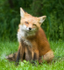 Red Fox Kit #2