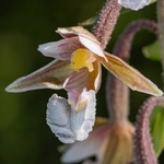 Marsh Helleborine (Epipactis palustris)