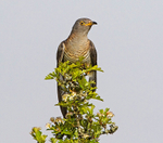 Female Cuckoo