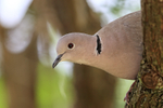 Collared Dove head close-up, Oxfordshire, UK