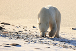 Polar Bear scavenging on beach near sea ice, Churchill, Canada