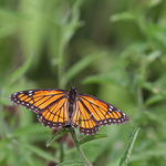 Limenitis archippus